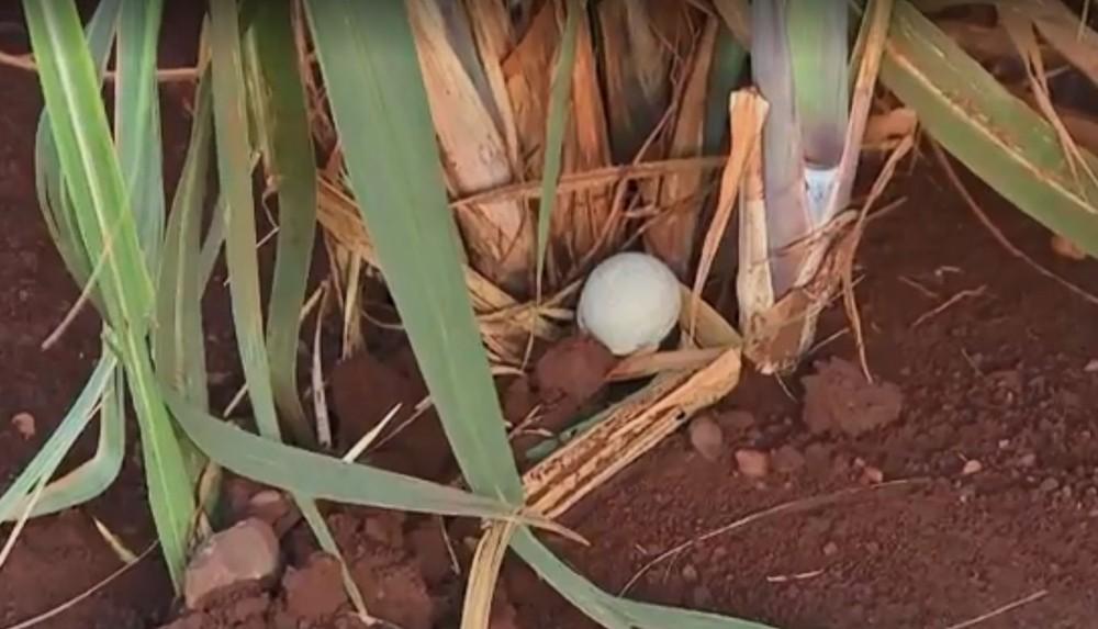 Cápsulas biodegradáveis são usadas no controle de pragas em Barra Bonita