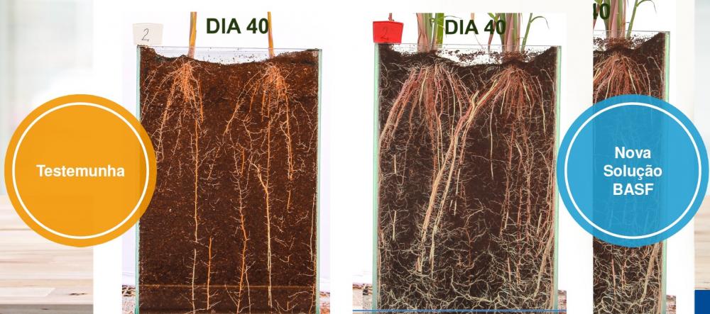 Inovações no controle de pragas, plantas daninhas e no desenvolvimento da cana-de-açúcar