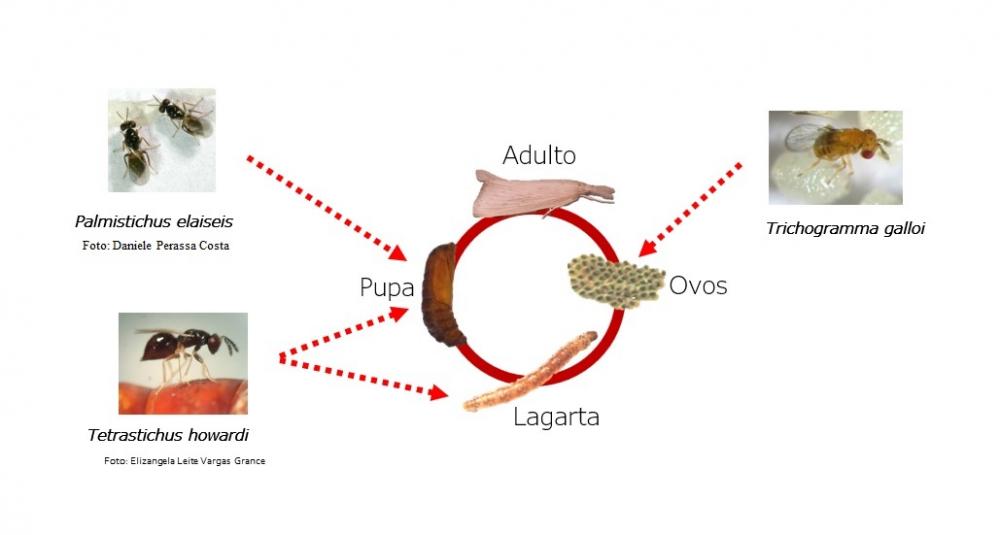 As vantagens do parasitoide Tetrastichus howardi em comparação à Cotésia flavipes no controle da broca-da-cana