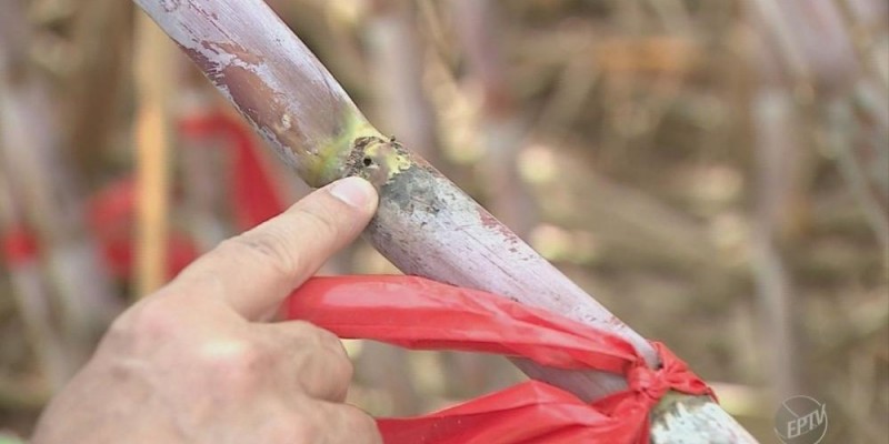 Cana transgênica é resistente a broca