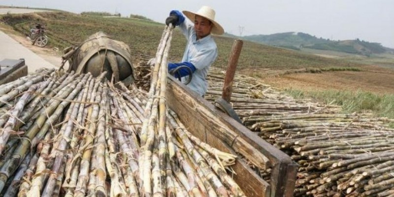 China deverá aceitar açúcar 'transgênico'