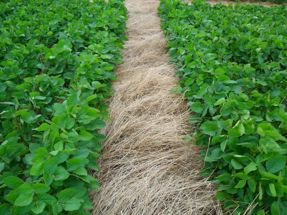 Plantio de cana direto na palha aumenta a produtividade e a longevidade do canavial