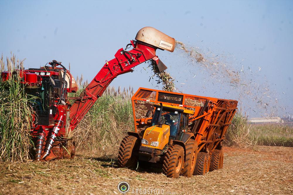 Produtores de cana acreditam em preço melhor em MG