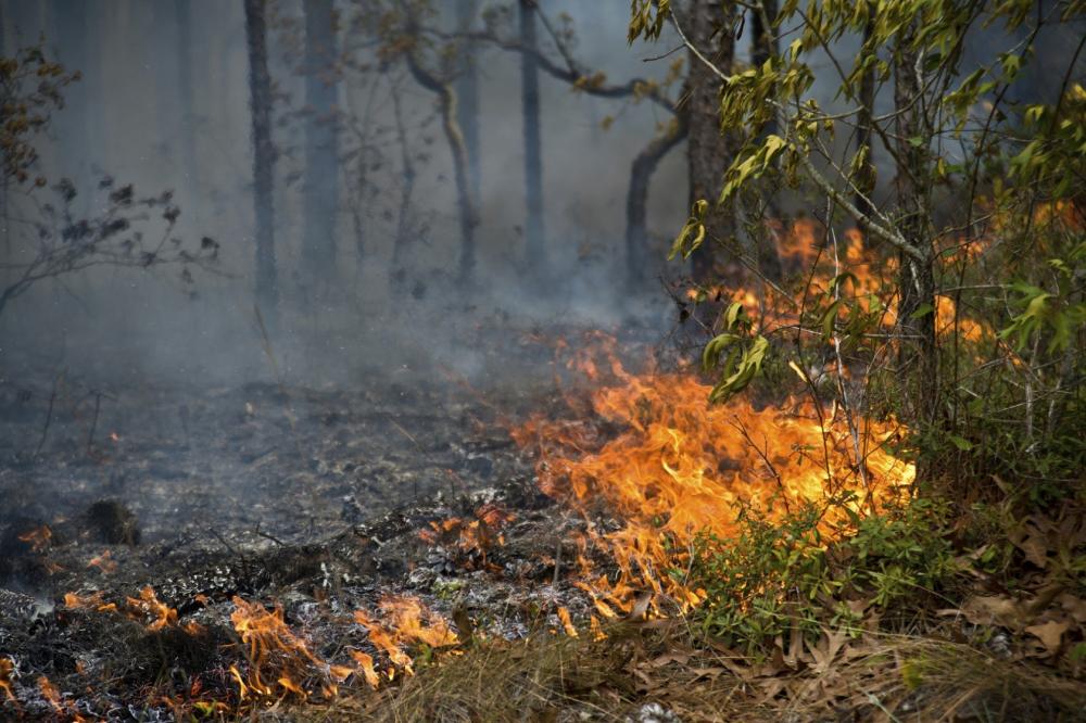 Proibição do uso do fogo provocou enorme perda de biodiversidade no Cerrado