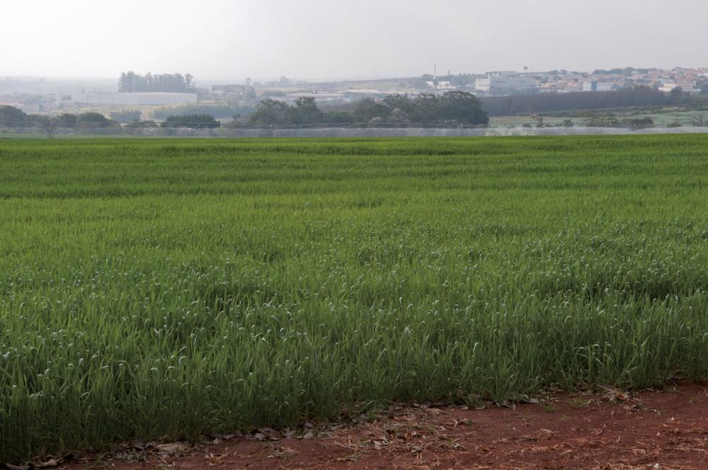 Parceria entre Embrapa e Agrícola Nova América busca maior produtividade da cana-de-açúcar em ambientes restritivos