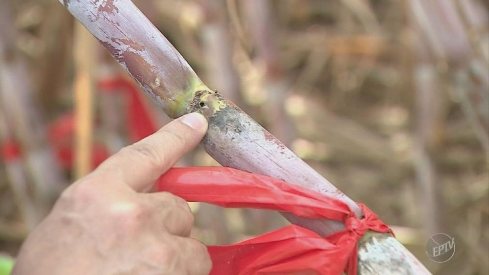 Cana transgênica é resistente a broca