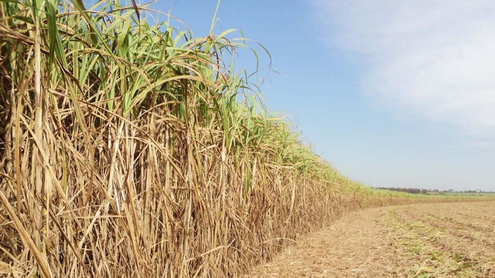 Seca acende alerta para safras de cana e café do Brasil em 2019