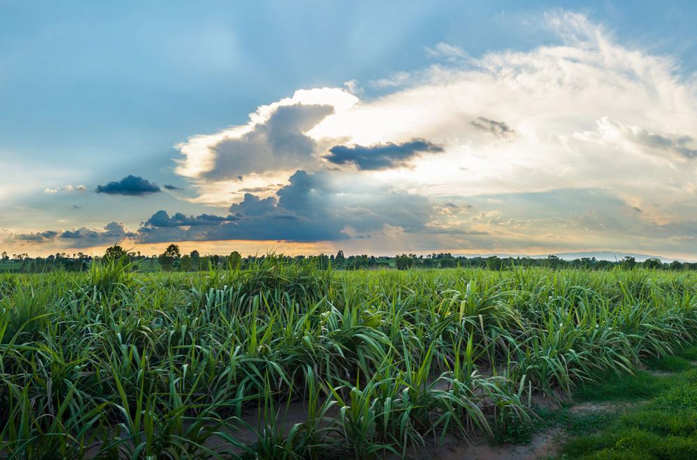 Como a indústria sucroenergética pode impulsionar a indústria de alimentos e bebidas?