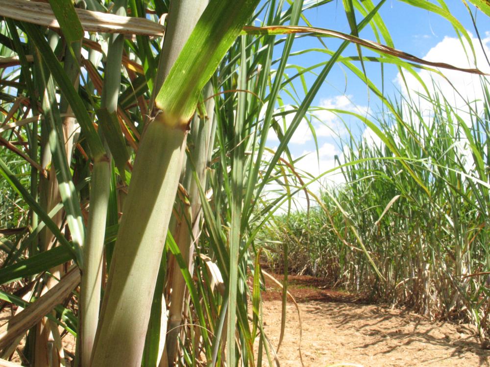 EUA concluem que açúcar de cana transgênica é seguro para consumo, diz CTC