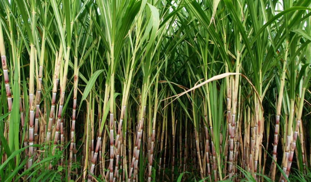 Venda direta e incentivo para pequenas usinas de etanol têm parecer favorável na Câmara