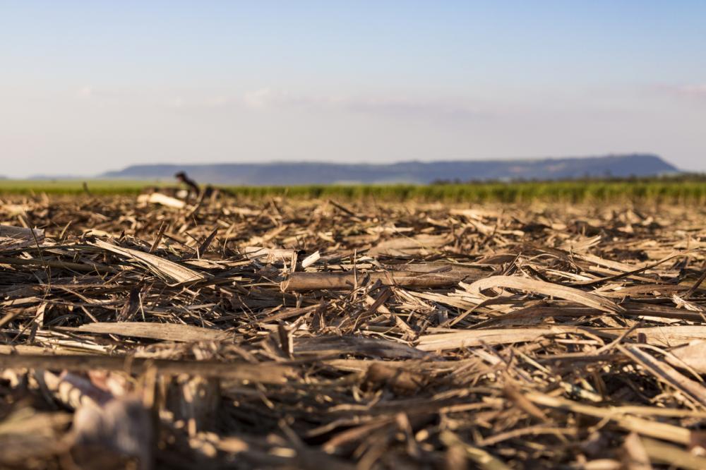 A cana tem potencial para 400 toneladas por hectare, mas os canaviais estão longe disso