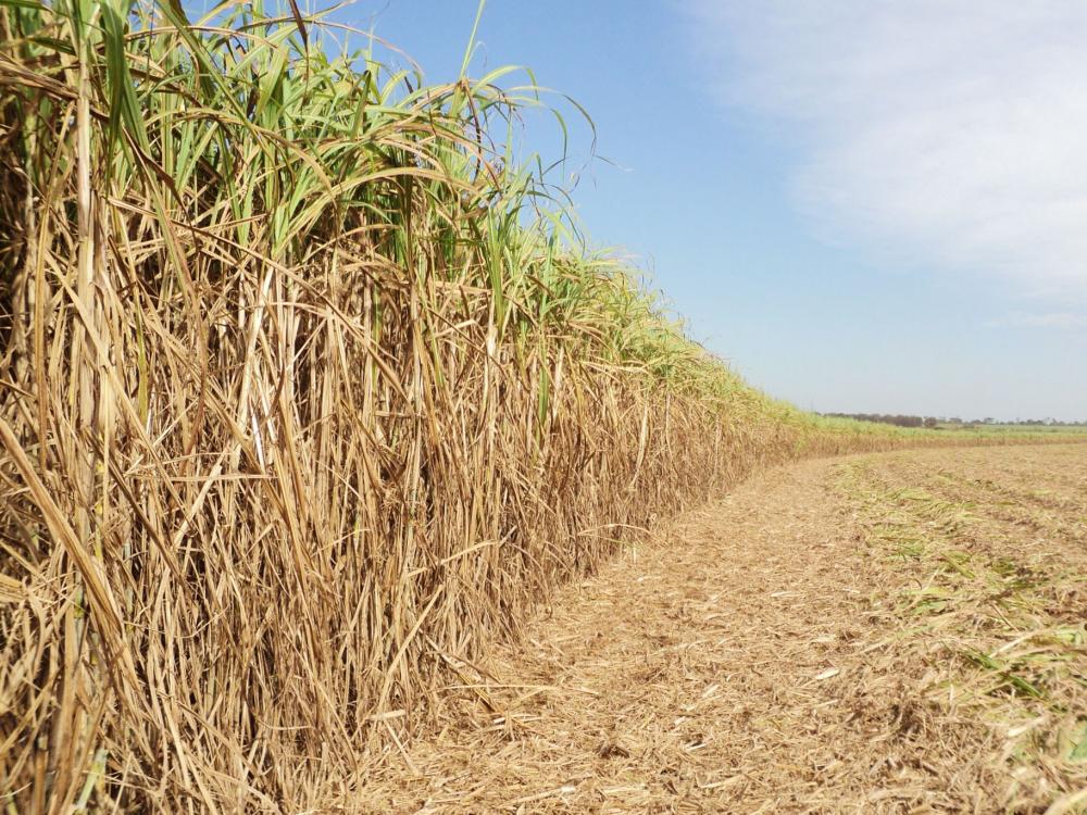 Bioagência estima safra de cana 19/20 no CS em 567 mi t; Agroconsult vê 582 mi t