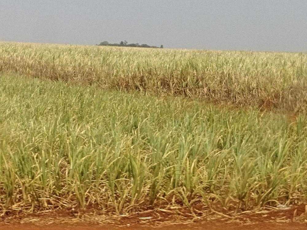 Manejo varietal da cana-de-açúcar é aliado do setor contra os efeitos da seca