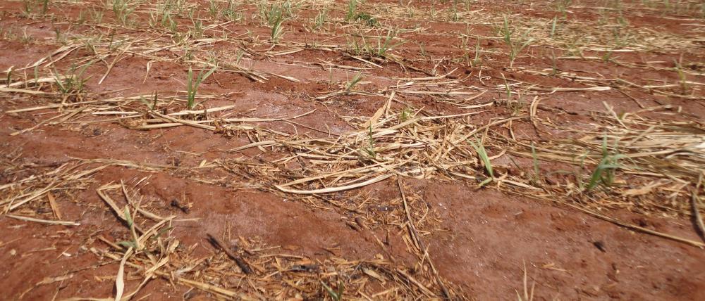 Canavial velho não é problema, o problema é se tiver baixa produtividade