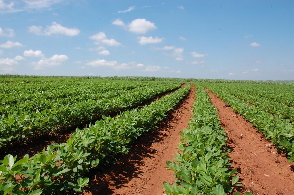 Cultivo mínimo na cultura do amendoim reduz custos e aumenta a produtividade