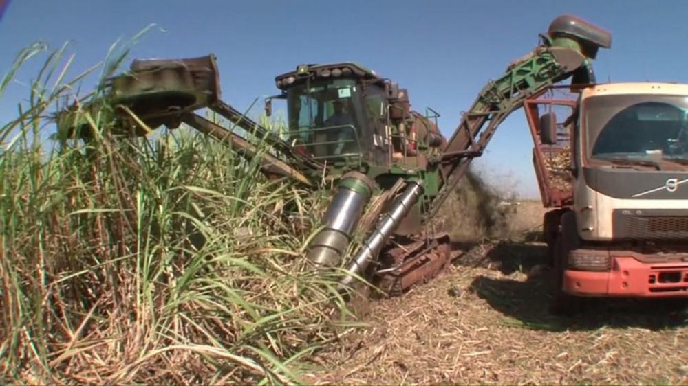 Com produção a todo vapor, moagem de cana pode chegar a 48 milhões de ton em MS