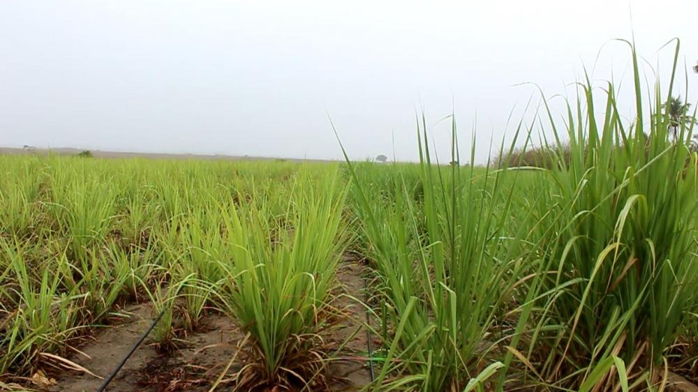 Novo herbicida da Bayer chega para revolucionar o mercado canavieiro