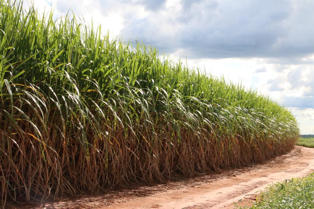 Estudo analisa impacto econômico da cana em MG a partir de cinco grupos sucroenergéticos