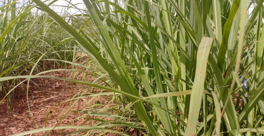 Arroz com feijão bem-feito turbina canaviais do triângulo mineiro