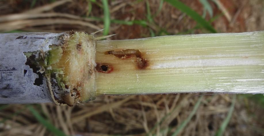 Broca-da-cana causa severos prejuízos no campo e na indústria. Mas há como reverter esse quadro