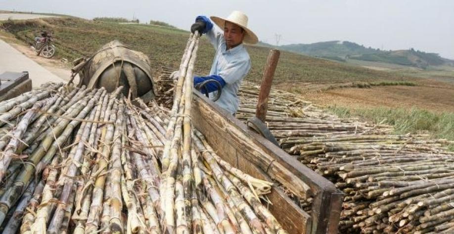 China deverá aceitar açúcar 