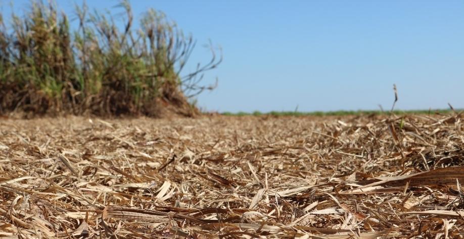 A remoção da palha de cana-de-açúcar poderá dobrar a demanda de fertilizantes no Brasil em 2050