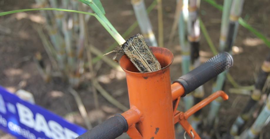 Replantio de falhas com muda pré-brotada garante stand ao canavial