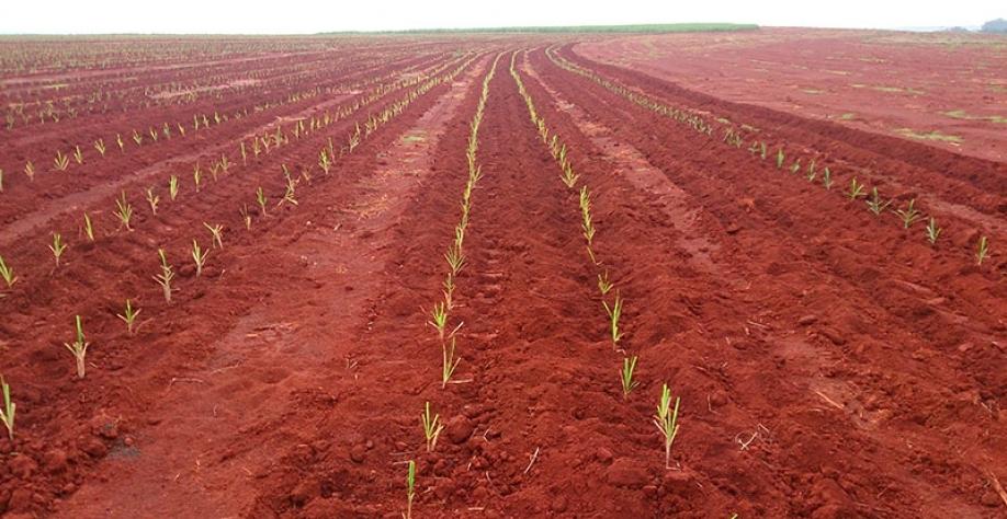 Inovações no controle de pragas, plantas daninhas e no desenvolvimento da cana-de-açúcar