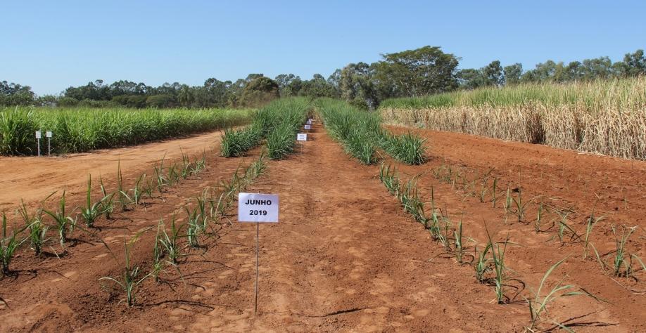 Plantio de 1 hectare com MPB entre janeiro e abril gera cana-muda para cobrir 8 hectares