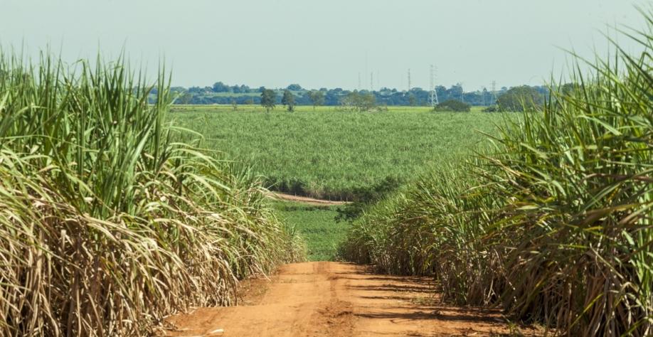 Uso de bactérias e material orgânico pode aumentar a produtividade da cana-de-açúcar