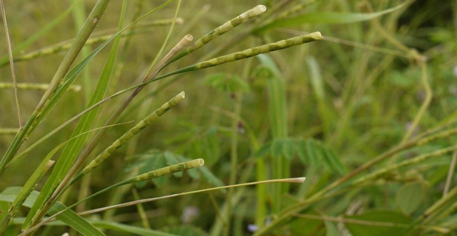 Capim-camalote será a planta daninha a ser batida nos próximos anos