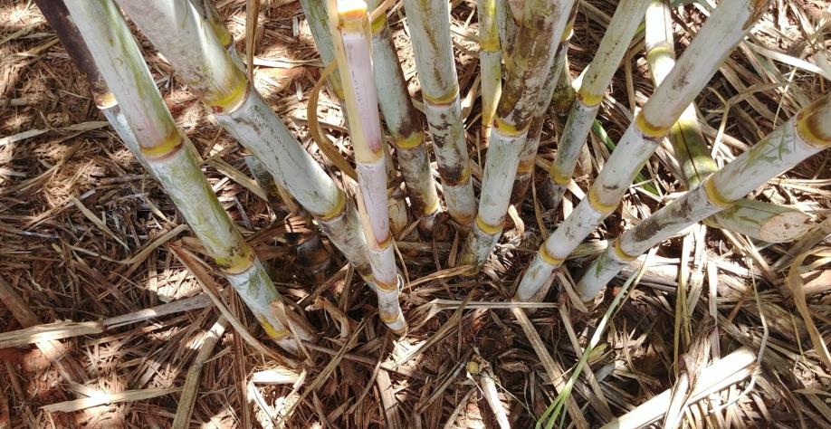 Embrapa Agroenergia e a PangeiaBiotech buscam parcerias para colocar no mercado a nova variedade de cana BtRR resistente à broca e ao glifosato