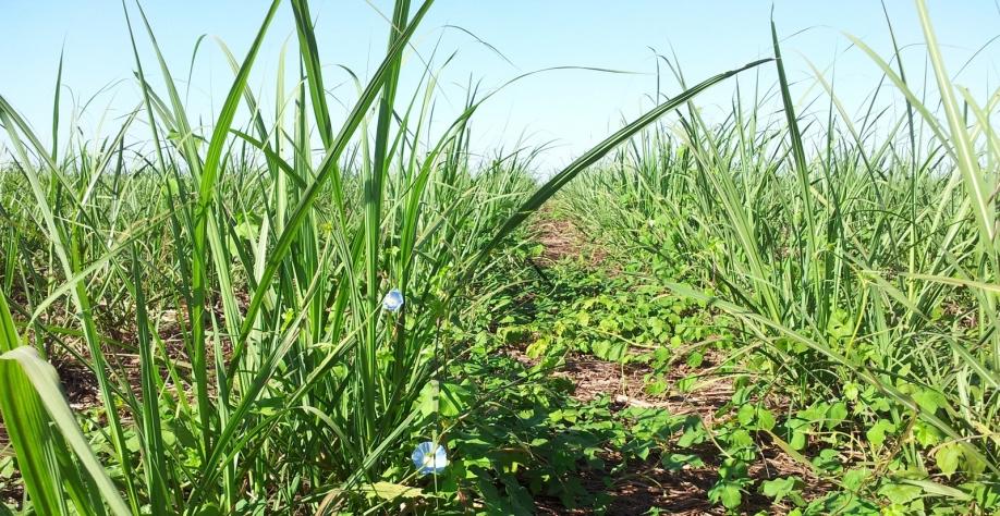 Mesmo na época seca, o canavial não está livre das plantas daninhas