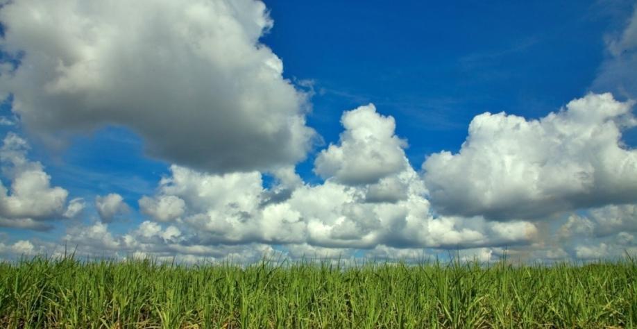 Unica, CTC, TempoCampo e Linear lançam relatório com condições de colheita e clima