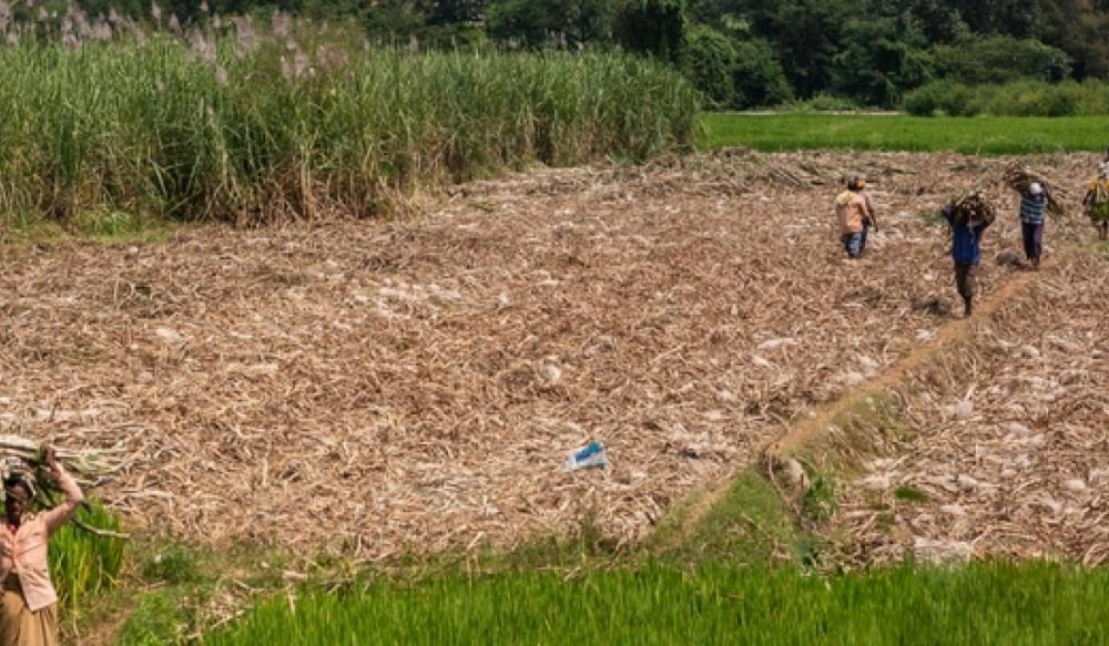 Crescimento agrícola da Índia pode ser o maior em três anos