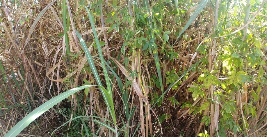 Como controlar as plantas daninhas nos canaviais na época úmida