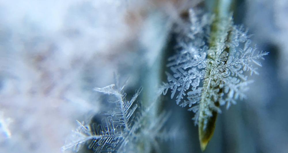 Geadas atingem canaviais de São Paulo; frio pega áreas pontuais do café