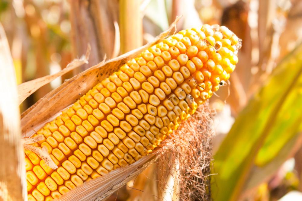 Mudança do clima sustenta ganhos semanais para o milho no Brasil