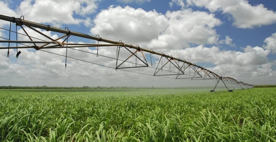 Usina Caeté irriga 60% de seus canaviais e longevidade média salta para 11 cortes