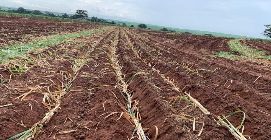 Seca, geadas e incêndios reduzem o volume de cana-muda para a renovação dos canaviais