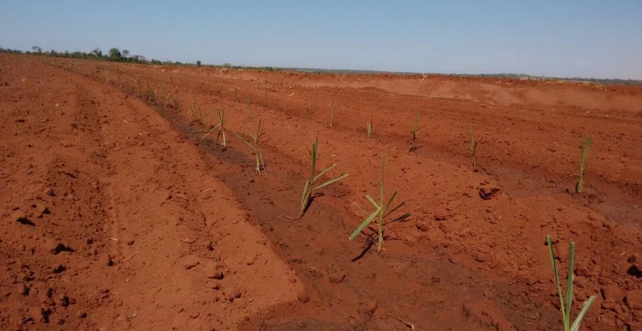 Grande parte do setor está plantando por Mitosi e não sabe