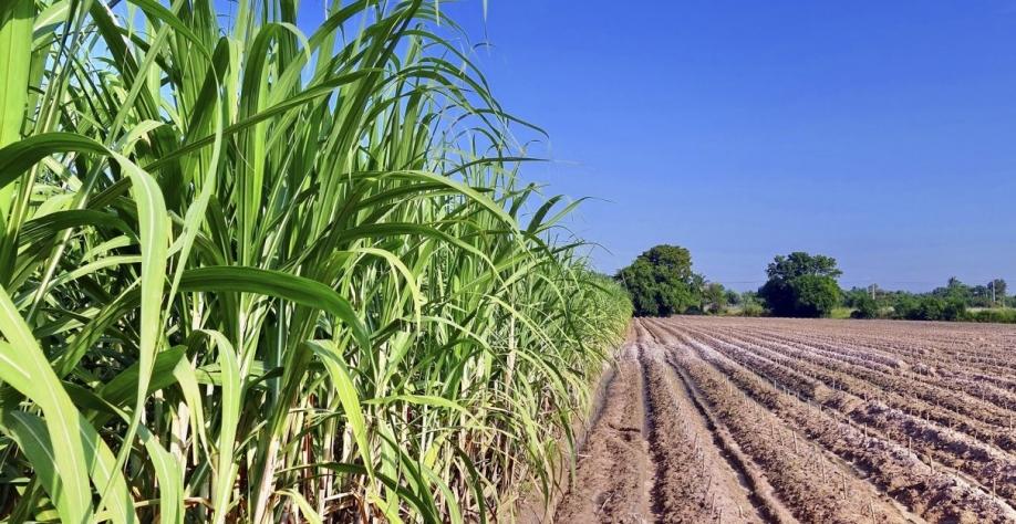 Pesquisadores da PUC Go otimizam a cadeia produtiva da cana-de-açúcar em Goiás