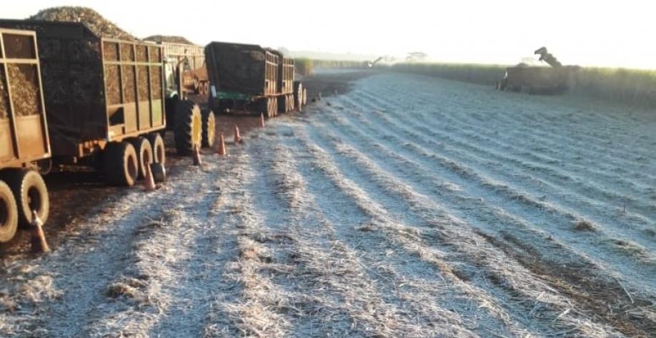 Produtividade agrícola dos canaviais do Centro-Sul despenca com as intempéries climáticas