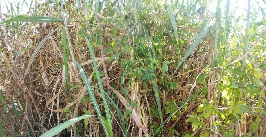 É preciso sair da zona de conforto para vencer a batalha contra as plantas daninhas que infestam os canaviais