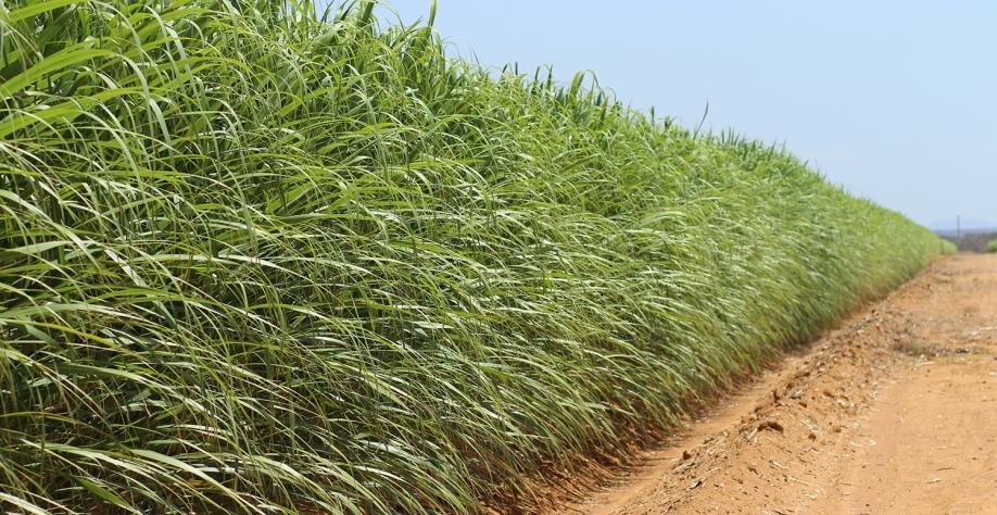 Cana de ano pode ser bastante produtiva e gerar lucro antecipado, principalmente se for irrigada por gotejo